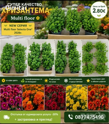 Само 2.80€ за брой кълбовидна хризантема до изчерпване на количествата 