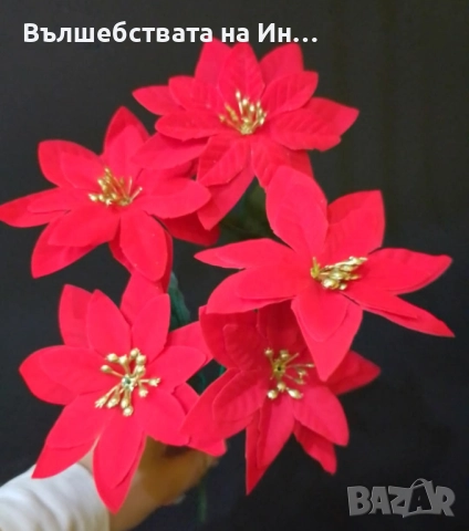 Букет коледна звезда 