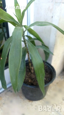 Драцена Dracaena angustifolia!, снимка 4 - Стайни растения - 53261542