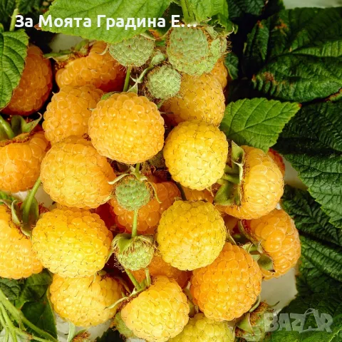 Жълта къпина - Полар 