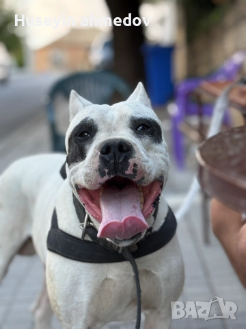 Мъжко уче Дого Аржентино , снимка 6 - Дого аржентино - 52894100