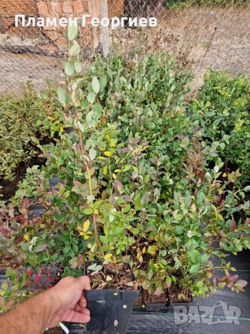 раздад боровинки , снимка 6 - Разсади - 51913927