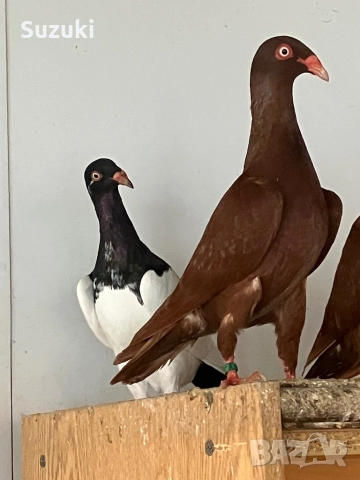 Гълъби - Датски летачи и Спортни пощенски, снимка 7 - Гълъби - 52565161