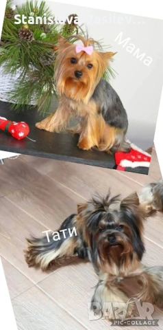 Бебе Йорки момченце, снимка 5 - Йоркширски териер - 53237459