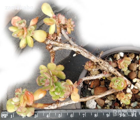 Ешеверия сп (Echeveria sp), вкоренено сукулентно растение, снимка 1