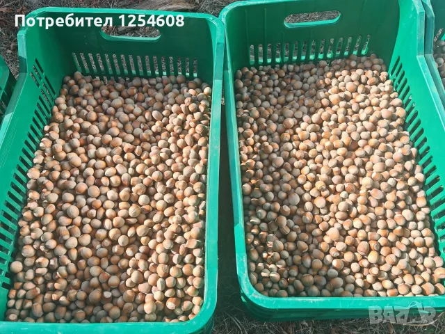 Лешници реколта 2026 г., снимка 2 - Други - 56223706