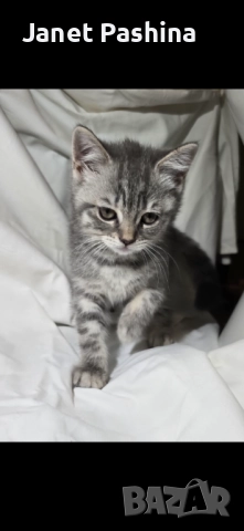 Клепоухи шотландски котета , снимка 4 - Британска късокосместа - 50742620