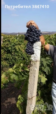продавам грозде на едро ,поморие, снимка 1