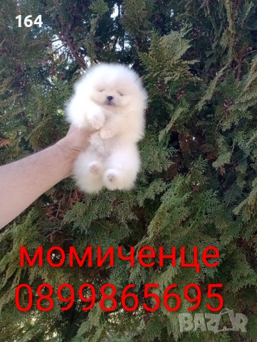 Померани. Момче и момиче. Снимки от 09.03.26 г. , снимка 6 - Померан - 53768049