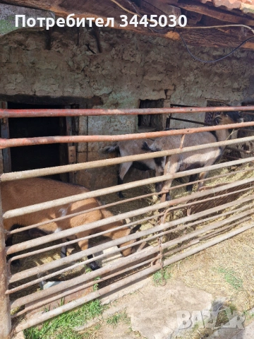 Продавам коч, кози , пуйки , паун , снимка 4 - Овце - 53754997