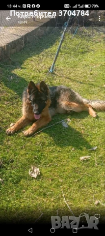 Продавам немска овчарка 