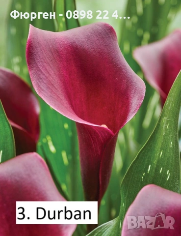 Луковици на Кала - Цена за 1 бр.: 2,20 € / 4,30 лв., снимка 3 - Разсади - 53145368