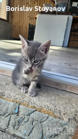 Подаряваме прекрасни малки котенца, снимка 5 - Други - 55732542