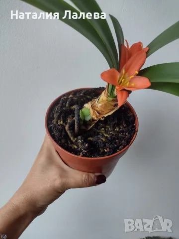 Кливия- оранжева, clivia