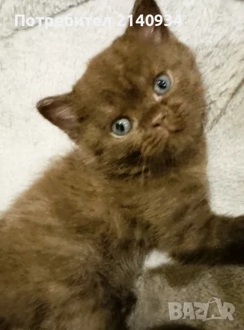  Британско късокосместо момче. шоколадово. British Shorthair Kitten