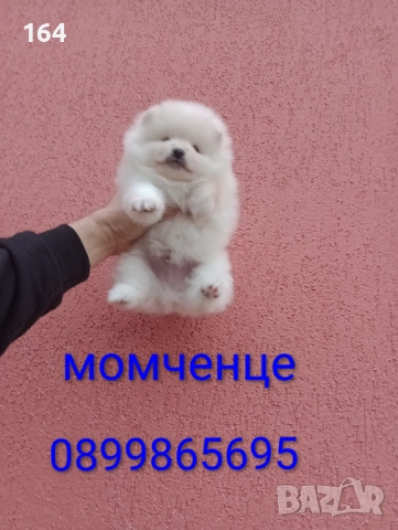 Померани. Реални снимки от 06.01.26 г. , снимка 9 - Померан - 52932942