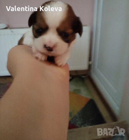 шест щастие любов, порода Ши Тцу , снимка 4 - Ши Тцу - 52838430