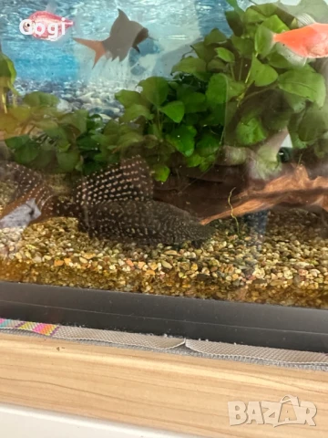 Продавам един пораснал сом Гибицепс (gibbiceps)-Само за София, снимка 5 - Рибки - 51194592