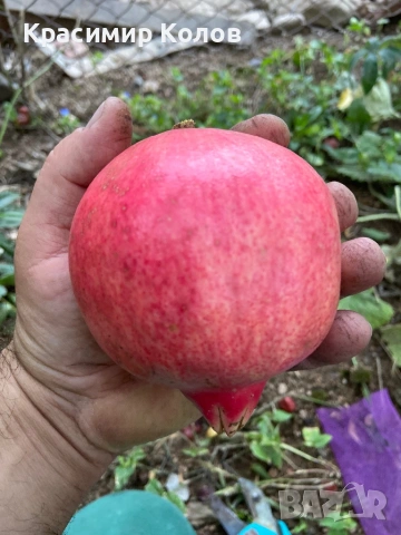 Нарове – селекция от много сортове с различни характеристики ,растения, дръвчета, снимка 2 - Градински цветя и растения - 52516852