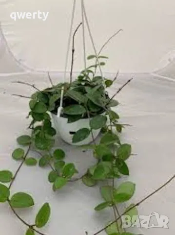 Hoya Chouke, снимка 2 - Стайни растения - 34666453