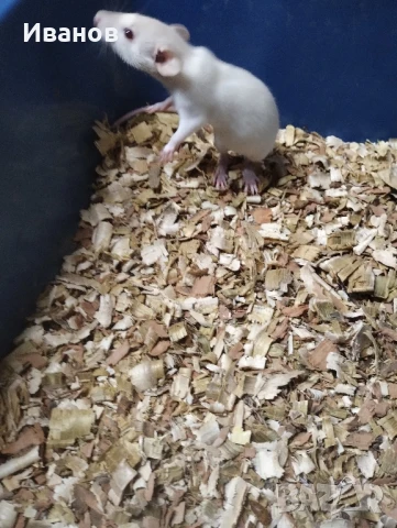 Декоративни плъхчета дъмбо