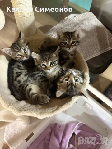 Екзотични котета