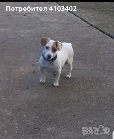 Джак Ръсел териер 