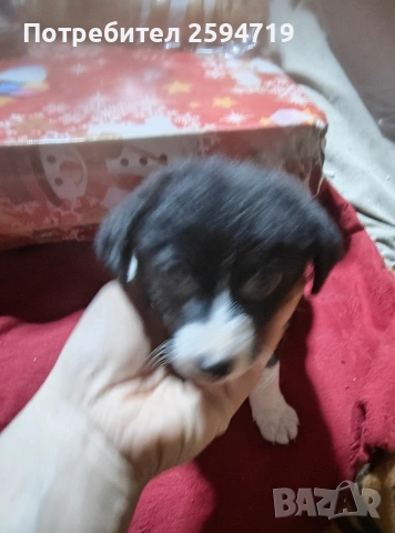 спешно подарявам кученца пинчер , снимка 2 - Пинчер - 52963890