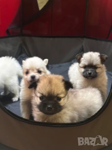 Померан , снимка 1