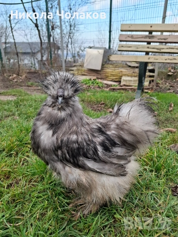 Американски копринки , снимка 2 - Кокошки и пуйки - 52953743