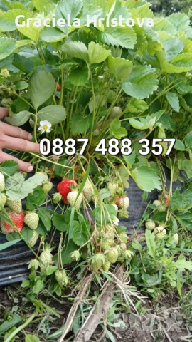 Продавам качествен разсад ягоди , снимка 11 - Градински цветя и растения - 53629947