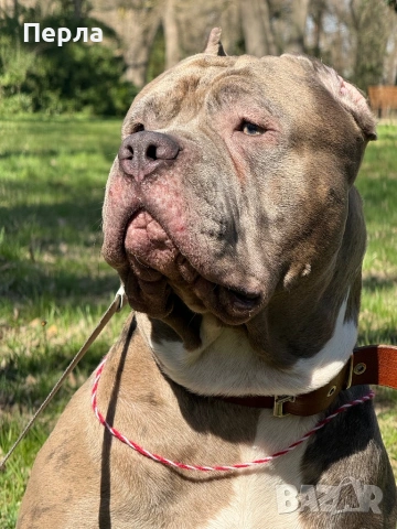 Американско Були ХЛ за разплод