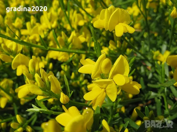 Гениста (Жълтуга) / Genista, снимка 4 - Разсади - 49487055