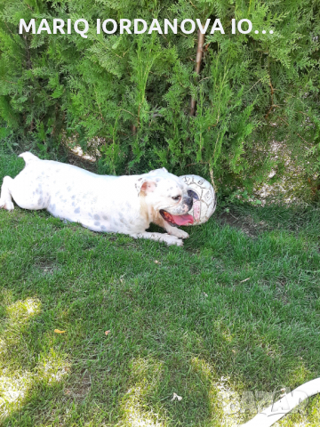 АНГЛИЙСКИ БУЛДОГ, снимка 2 - Английски булдог - 36451960