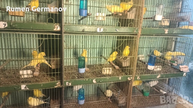 Продавам млади канарчета 2025г., снимка 12 - Канари - 52147318