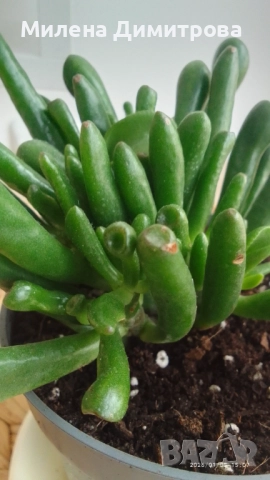 Епипремнум - Дяволски бръшлян / Crassula Ovata Gollum  , снимка 9 - Стайни растения - 50913536