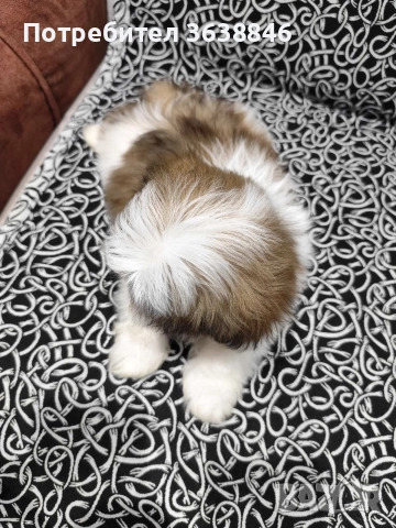 Ши тцу, снимка 4 - Ши Тцу - 52864498