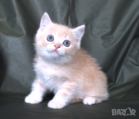 Британско късокосместо златисто котенце, снимка 5 - Британска късокосместа - 43400066