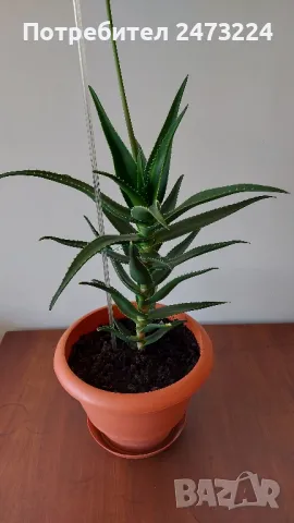 Алое вера, различни големини и суколентни , снимка 2 - Стайни растения - 40913397