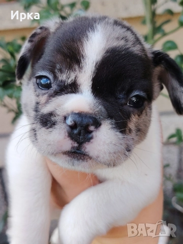 Френски булдогчета, снимка 12 - Френски булдог - 52464363