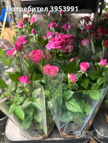 Мини рози-студоустойчиви, снимка 3 - Градински цветя и растения - 53569022
