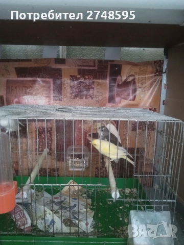 Канари, снимка 3 - Канари - 52917142