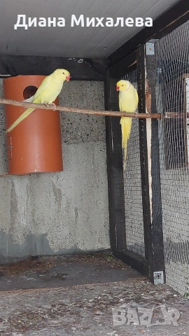 Малък александър , снимка 2 - Папагали - 53227708