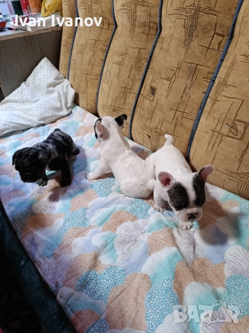 френски булдочета, снимка 5 - Френски булдог - 52489123