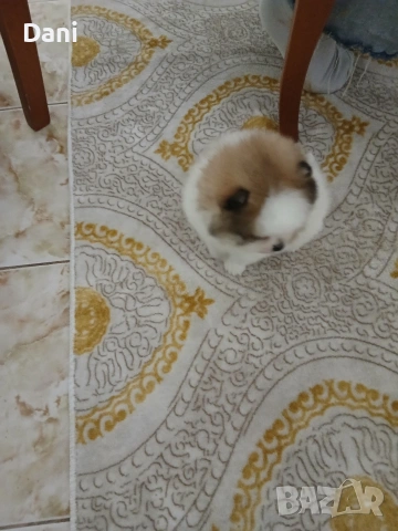 Mini Pomeran, снимка 3 - Померан - 53048300