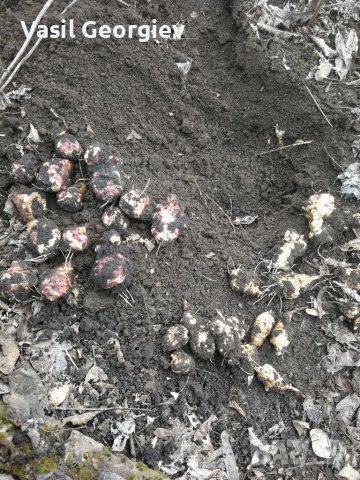 Земна ябълка. Ералма. Гулия. Йерусалимски Артишок, снимка 5 - Хранителни добавки - 40061443