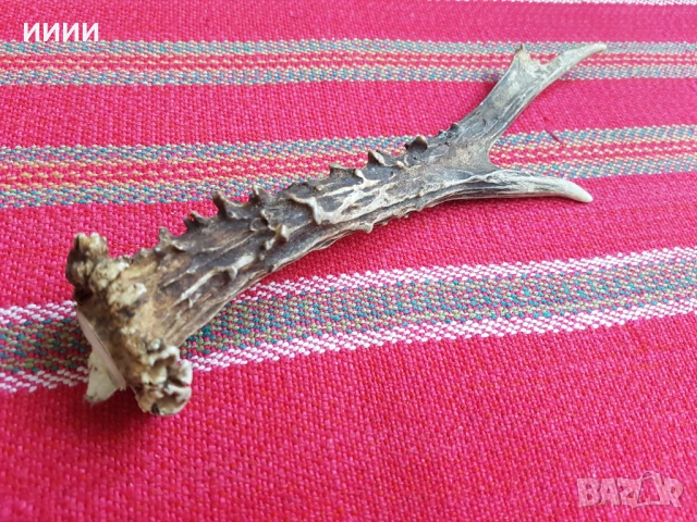 Рог от сръндак 