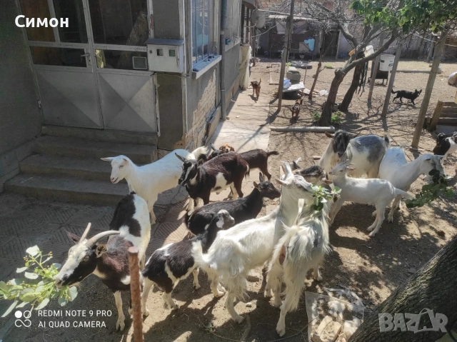 Ярета, кози и пръчове