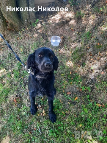 Продавам куче кокер шпаньол