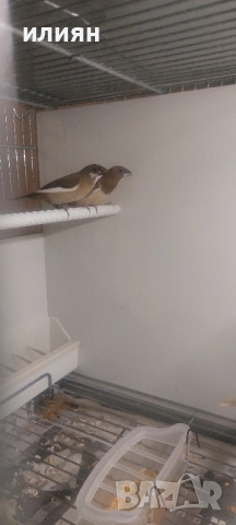 Японски амадини , снимка 2 - Амадини - 52720896